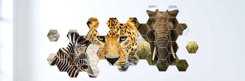 hexxas: Kombination mit Tierbildernaus Afrika.